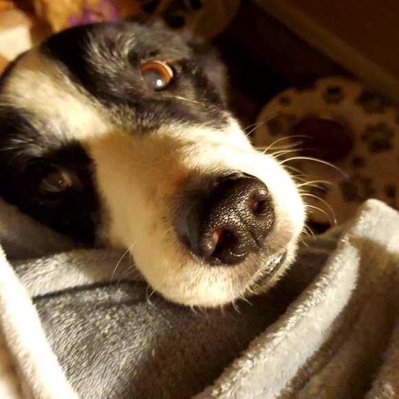 Meet your Posher, Sean - Picture 2 of 2